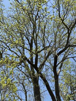 Oak tree branches against blue sky. Brown tree branches and dark branches with small sprouting green leaves and a bright clear blue sky above them. photo