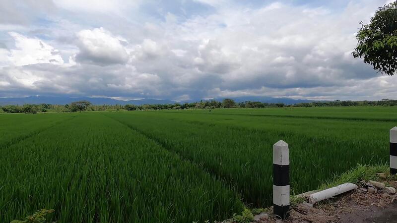 country side with rice field view i the morning in java, asia 73940673 ...