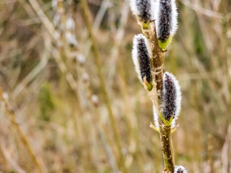 A close up of a plant with some flowers photo