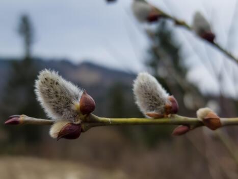 A close up of the buds of a willow tree photo