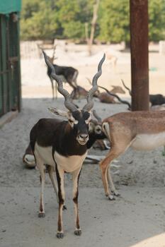 Group of deer grazing in zoo enclosure photo