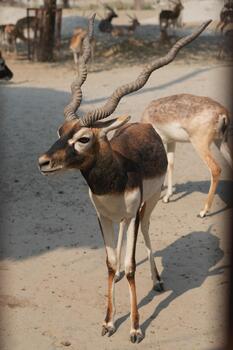 Two blackbucks standing alert in open area photo