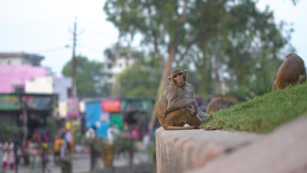 Curious Monkey Resting On Park Edge With City Market Scene In Background photo