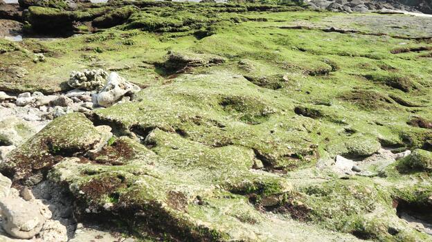 a stretch of coral reef covered with green algae on its surface photo