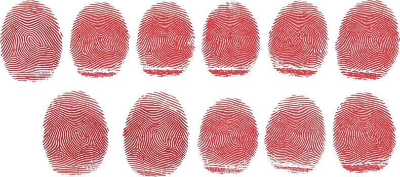 Fingerprint Analysis A Detailed Look at Fingerprint Patterns and Identification vector
