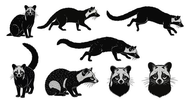 Collection of civet cat illustrations isolated on white background in various poses and expressions, showcasing their unique features vector