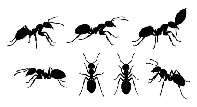 Collection of ant silhouettes in various poses isolated on white background for design elements and backgrounds vector