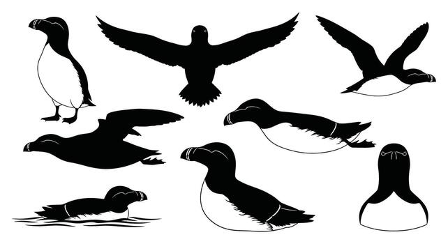 Collection of razorbill auk silhouettes isolated on white background in various poses and angles, perfect for ornithology projects vector