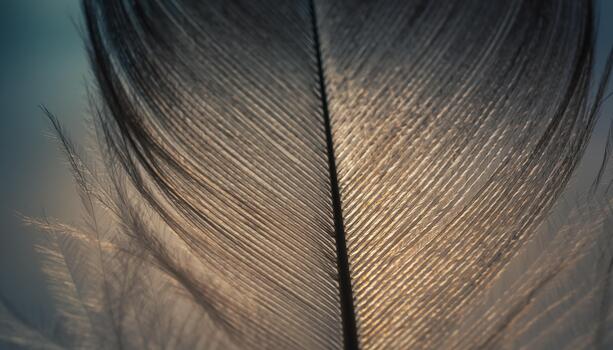 Close Up of Feather Showing Detailed Barbs and Central Shaft in Soft Light photo