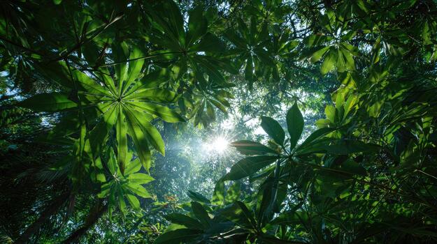 Cassava in summer photo