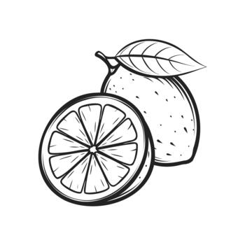 Elegant Lemon Sketch with Half Slice and Leaf Illustration Style vector