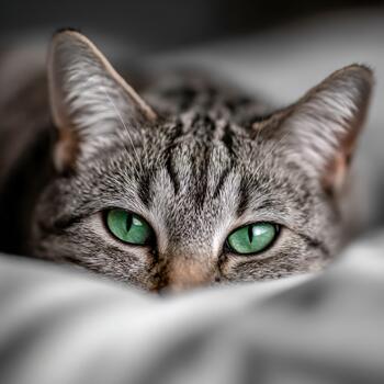 Close-up view of a striped cat resting on a soft blanket with bright green eyes photo