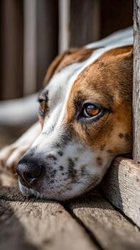 Dog resting while gazing out through wooden slats during a sunny afternoon photo