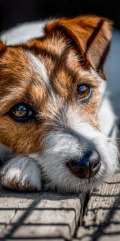 Puppy relaxes calmly on warm wooden surface during sunny afternoon photo
