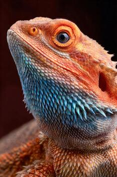 Colorful lizard posing against a dark background in a tranquil setting photo