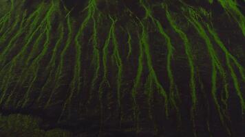 aereo Visualizza Spettacoli neon verde muschio canali su nero vulcanico terra nel Islanda. il telecamera pentole sopra la testa, rivelatrice creste e morbido diffondere leggero con astratto modelli. video