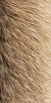 Close-up view of textured light brown fur in natural lighting conditions photo