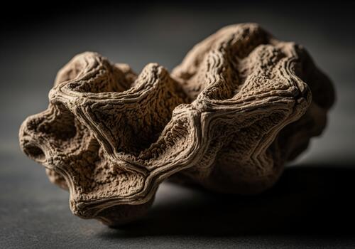 Detailed macro shot of a complex, gnarled desert plant structure against a dark background photo
