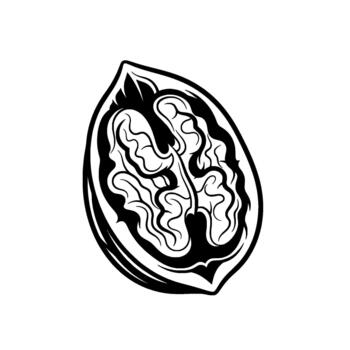 A stylized illustration of a single halved walnut showcasing its intricate kernel pattern vector