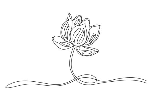 Elegant single line drawing of a blooming lotus flower with a flowing stem and leaves on a white background vector