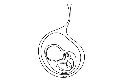 Artistic line drawing depicting a fetus developing within the womb connected by the umbilical cord vector