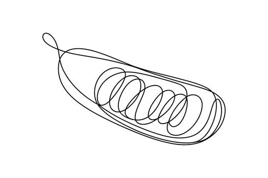 Abstract continuous line drawing of a single pea pod with swirling peas inside representing growth and nature vector