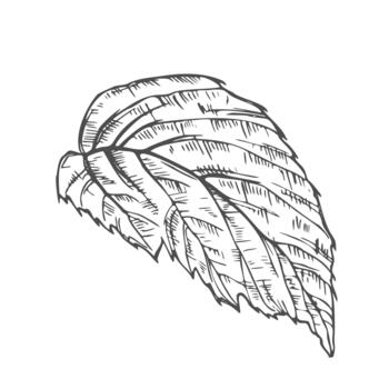 Hand drawn simple leaf sketch isolated on white background. Botanical element vector