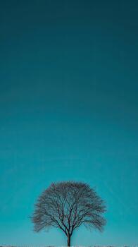 Lone, bare tree silhouetted against a clear, teal sky. Simple and serene nature image photo