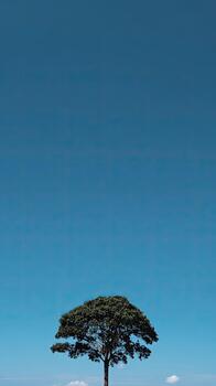 A lone tree against a vast, bright blue sky. Simple, calming landscape photo