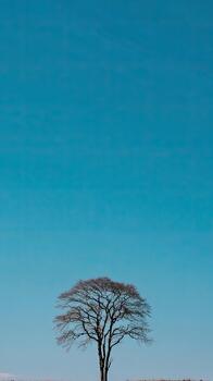 Bare tree silhouetted against a vibrant blue sky, capturing a serene landscape photo