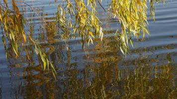 Autumn willow branches above the water and the reflection of a tree in the water, with gentle waves video