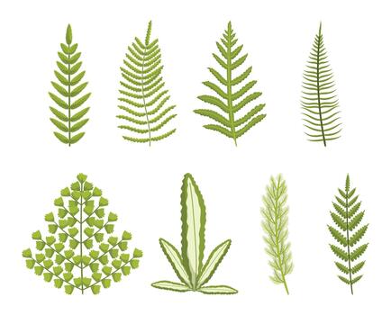 Set Of Fern, Lush, Green Ancient Plant With Intricate Fronds That Unfurl In Beautiful Patterns Botanical Elements vector