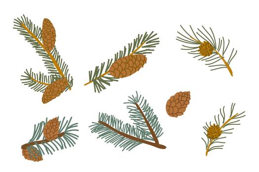 Cartoon pine branch, fir tree branch and spruce with cones set isolated on white background. vector