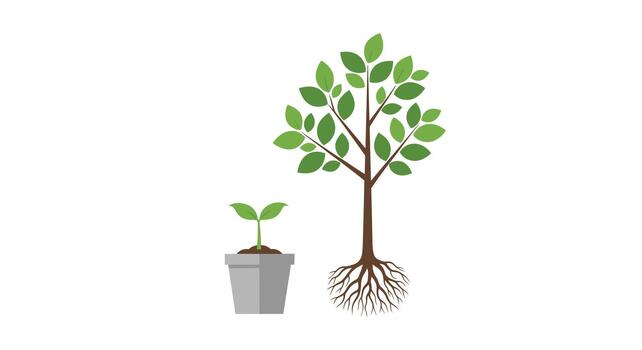 An illustration showing the growth process from a small seedling in a pot to a large mature tree with a strong root system. vector