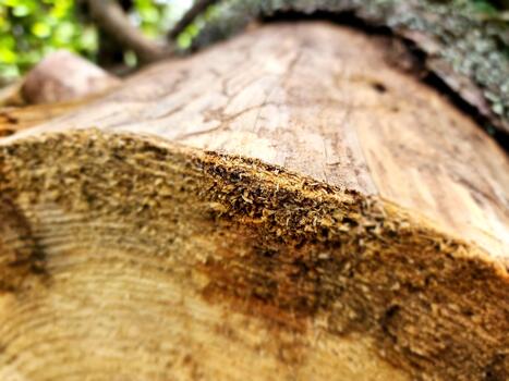 A close up of a tree trunk with a tree in the background photo