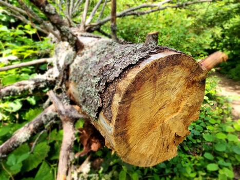 A tree trunk with a log on it photo