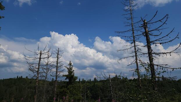 Dead trees in the forest with blue sky and clouds photo