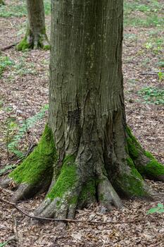 Large tree trunk with moss-covered roots in a tranquil forest environment during daylight hours photo
