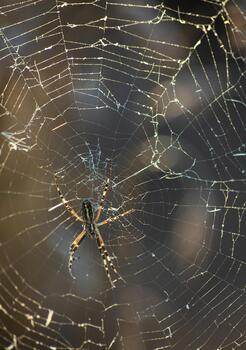 Background of the threads of a spider web with dew drops. Web macro. Abstract natural background in the sunlight photo