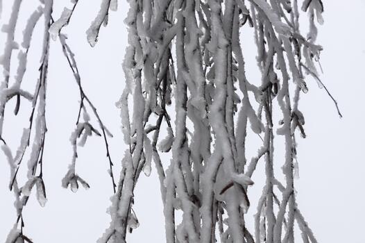 Tree branches coated in clear ice after a freezing rain event creating a sparkling winter scene photo