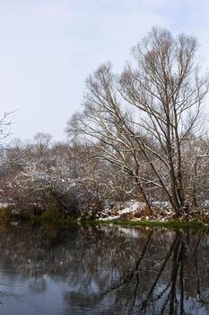 The river flows through the forest. In late fall in the forest the trees stand leafless and reflected in the water of the river After the snowfall, snow lies on the river banks and on the trees photo