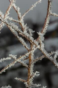 Frost forming delicate patterns on a tree branch in frosty weather photo
