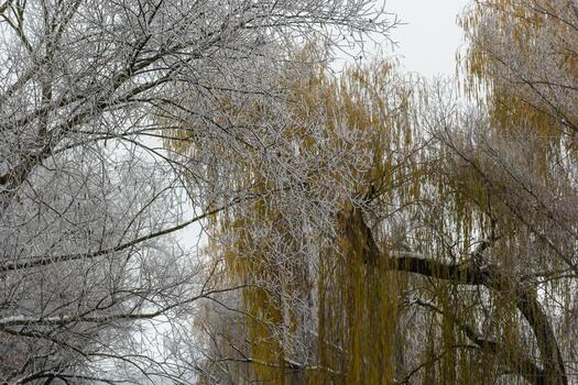 Weeping willow bombarded with ice fog. Frost on tree branches in frosty weather photo