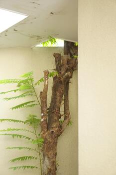 Starfruit Tree Branch with New Growth Against a Cream Wall, Low Angle View photo