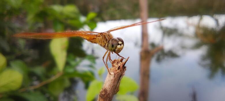 Blurry photo of a dragonfly perched on a branch