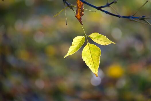 The sun shines through the leaves, creating a beautiful display of color and texture in nature photo