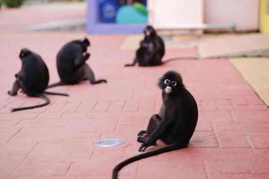 Five monkeys interact on a city sidewalk near colorful buildings during a sunny afternoon, displaying playful behavior and curiosity towards each other photo
