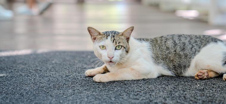 A short haired cat lies on a dark floor mat with its body stretched across the textured surface, while the background shows a walkway with soft light and blurred shapes.a photo