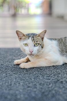 A short haired cat lies on a dark floor mat with its body stretched across the textured surface, while the background shows a walkway with soft light and blurred shapes.b photo