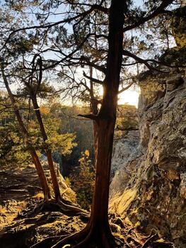 iluminado por el sol arboles adherirse a escabroso acantilados a jardín de el Dioses, Colorado muelles, ofrecimiento un tranquilo pasar por alto foto
